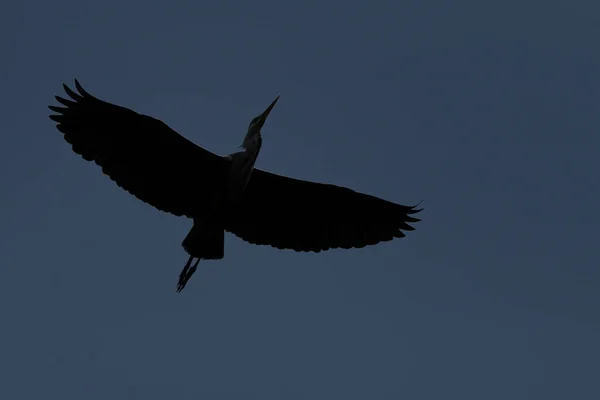 Uma Garça Cinzenta Voando Acima Parc Des Buttes Chaumont — Fotografia de Stock