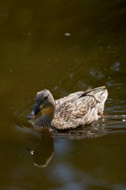 Park des Buttes-Chaumont gölünde yüzen kahverengi bir ördek.