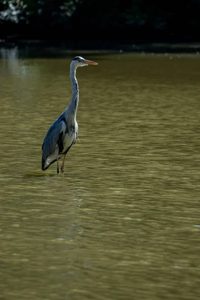 Gray Heron Fishing Lake Park Des Buttes Chaumont — 스톡 사진