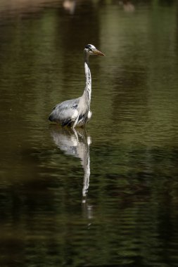 Park des Buttes-Chaumont gölünde balık tutan gri balıkçıl.
