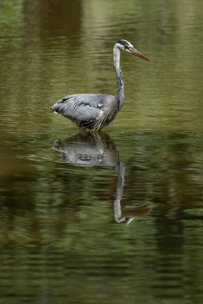 Uma Garça Cinza Pesca Lago Park Des Buttes Chaumont — Fotografia de Stock