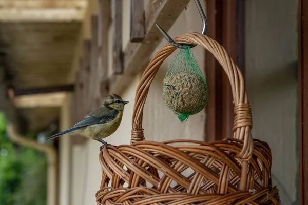 Blue Tit Bird Eating Seeds Wicker Basket — стоковое фото