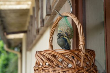 A blue tit bird eating seeds in a wicker basket