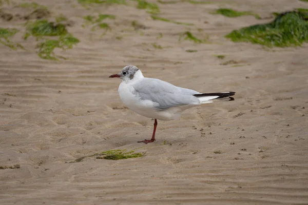 Seagull Standing One Leg Beach — Stockfoto