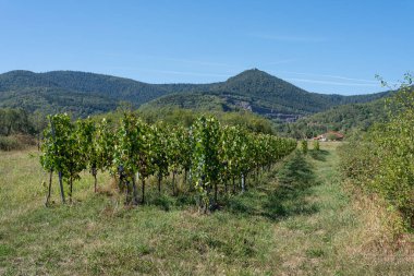 Kırsaldaki sarmaşıkların manzarası tepe ve şarap yolu boyunca yıkılmış bir şato.
