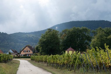 Sarı küçük bina ve üzüm bağı.