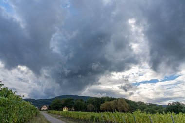 Sarı küçük bina ve üzüm bağı.