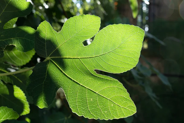 Detailed View Green Leaf Its Veins Transparency — Stock Photo, Image