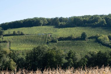 Gün batımında şarap yolu boyunca sarmaşık tarlalarının panoramik görüntüsü