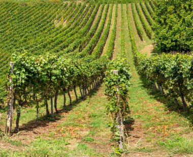 Şarap yolu boyunca uzanan sarmaşıkların panoramik görüntüsü