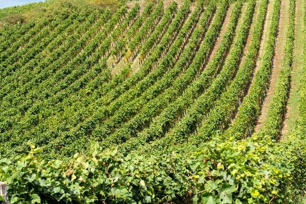 Vista Panorâmica Dos Campos Vinha Longo Rota Vinho — Fotografia de Stock