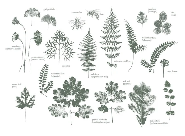Set gedroogde kruiden en natuurlijke planten en bijen - herbarium logo collectie — Stockvector