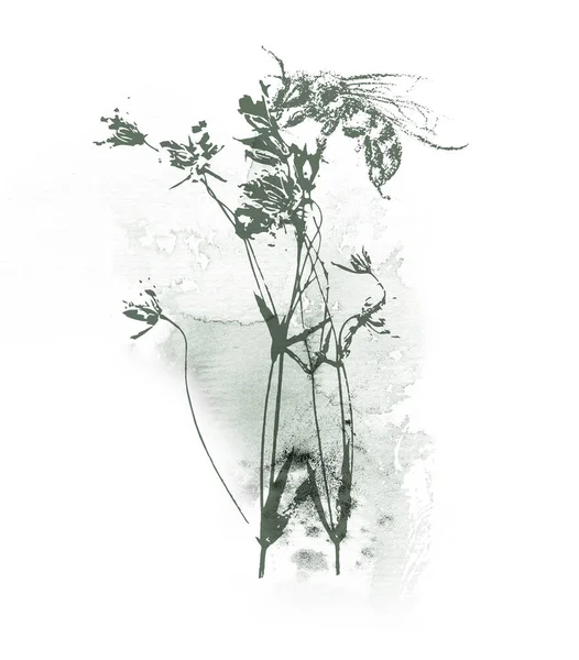 식물학적 요소와 짙은 녹색 워터 컬러 로구성 된 약초 디자인 — 스톡 사진