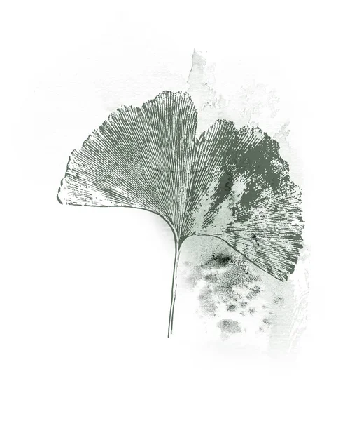 Ginkgo Biloba Herbal Design z elementami kwiatowymi i ciemnozielonym akwarelą — Zdjęcie stockowe