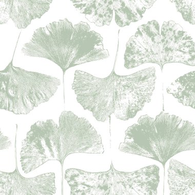 Adaçayı yeşili ginkgo biloba yaprakları, soluk botanik desensiz çiçek deseni ambalaj için doğal arkaplan, tekstil baskısı, koleksiyon defteri.