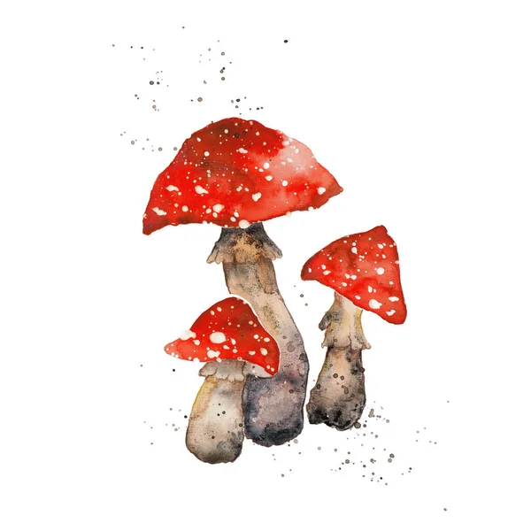 Флай агаризована акварельна ілюстрація, гриб амантіта Ізольовані на білому тлі — стокове фото