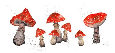 Uçan agarik suluboya çizimi, beyaz arkaplanda yalıtılmış amanita mantarları
