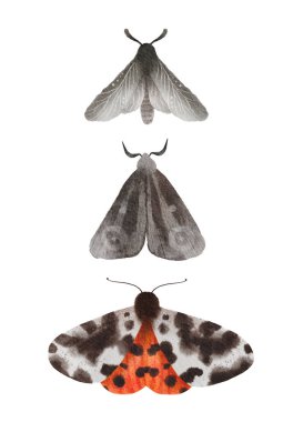 Güve ve kelebek suluboya el boyası çizimleri. Böceklerle kompozisyon, çağdaş duvar sanatı ve poster.. 