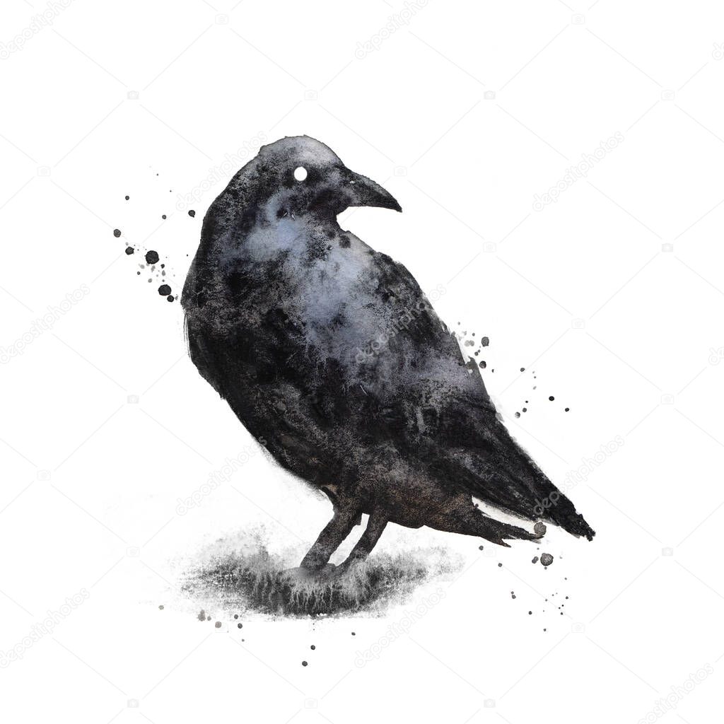 Black Raven isolated on white background. Crow - gothic black and white watercolor illustration. Bird clip art, wall art print