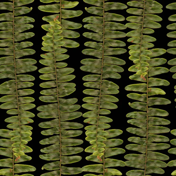 Fern leaves seamless pattern, green realistic seamless pattern on black. Floral Natural background for packaging, textile print, scrapbooking paper. High quality illustration