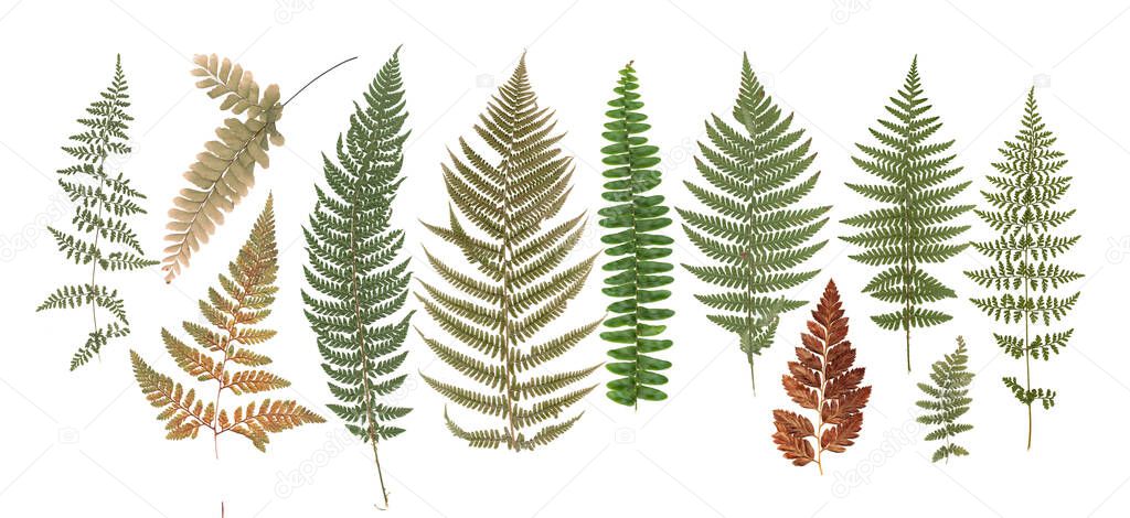 Set of dried fern leaves, herbs and natural forest plants - herbarium collection isolated on white. High quality photo
