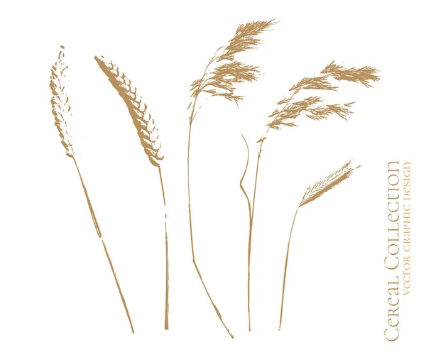 Set Wheat Rye Barley Decotative Cereals Natural Healthy Food Cosmetic — Stockvector