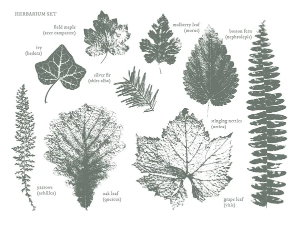 Дуб Виноград Плющ Нити Кленовый Лист Шелковица Крапива Папоротник Набор — стоковый вектор