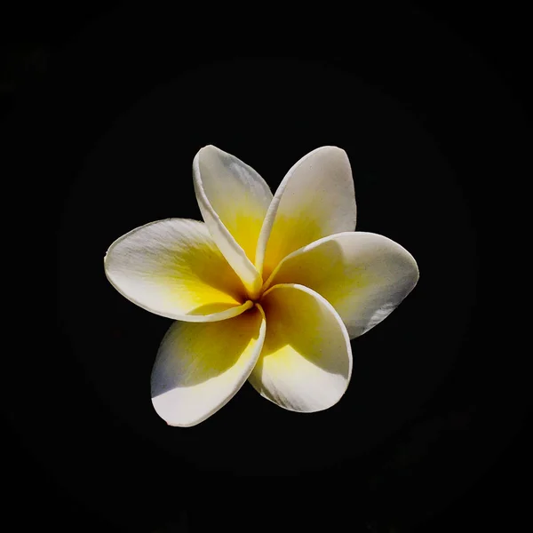 Frangipani Plumeria - Plumeria Flowers FrangiPani. Hawaii Plumerias 'ı bol bol büyür ve çiçek yaprakları için popüler bir çiçektir. Plumeria çiçeğine Hawaii Lei Çiçeği de denir. Tropikal Plumeria bitkileri veya botanik olarak Frangipani.