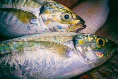 Tazelik Uskumrusunun Yakın Çekimi.