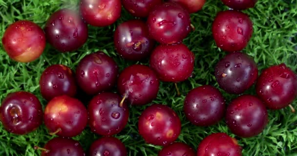 close-up footage of delicious ripe cherries on green grass