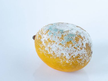 Beyaz arka planda çürümüş küflü limon. Yakın çekim..