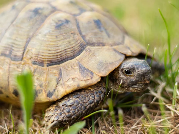 Closeup Gopher Tortoise Reptile Nature Fresh Grass Endangered Species Concept — Stock Photo, Image