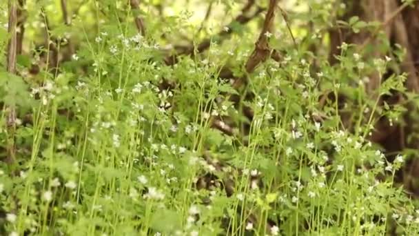 Krásná Zelená Tráva Květiny Zemi Jemný Jarní Vánek Fouká Přírodě — Stock video