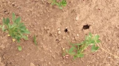 Yerdeki karıncalar hızlı hareket ediyor ve yaz aylarında yiyecek toplamak için takım halinde çalışıyorlar..