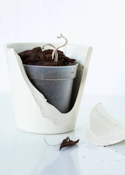 Broken vessel with dry flower on white. Cracked ceramic houseplant pot. Vertical shot. A closeup.