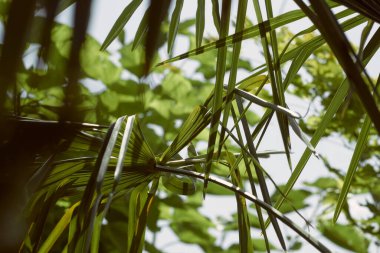 Güneş ışığında palmiye yaprağı. Palmiye yeşili dallar ve güneş ışıkları. 