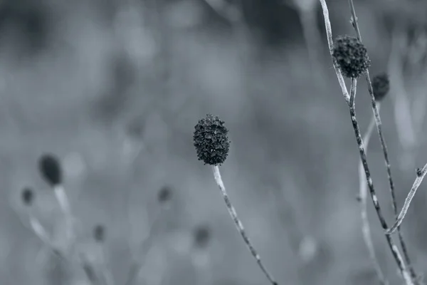 Sanguisorba Officinalis Bellissimo Fiore Scuro Sfondo Naturale Pianta Vicino — Foto Stock