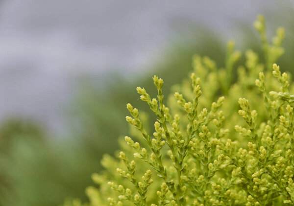 Green thuja tree. Selective focus of green thuja plant leaves.