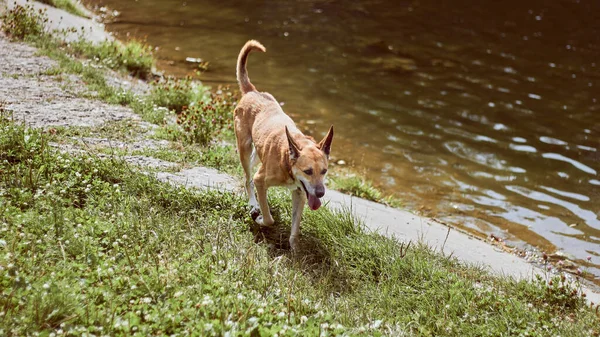 Sahilde Suyun Yanında Kırmızımsı Bir Köpek Köpek Suyun Yanında Yürür — Stok fotoğraf
