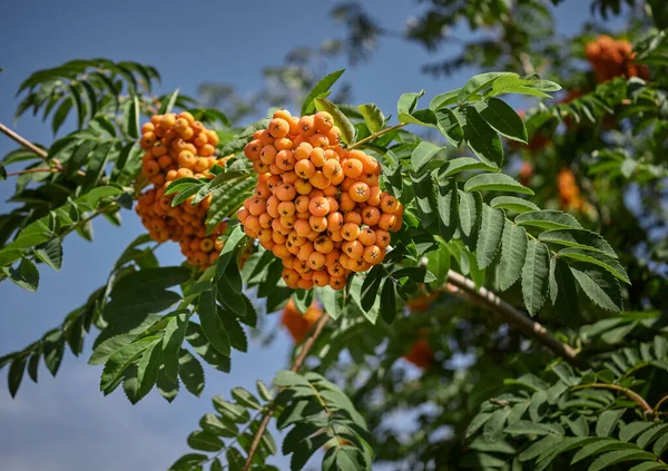 Оранжевый Вибурнум Ветке Дерева Сезонный Рост Рябины — стоковое фото