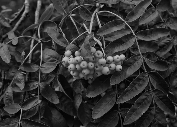 Rowan Berries Grow Bush Leaves Black White Photo — Foto Stock