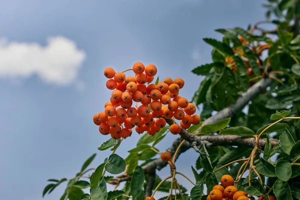 Оранжевый Вибурнум Ветке Дерева Сезонный Рост Рябины — стоковое фото