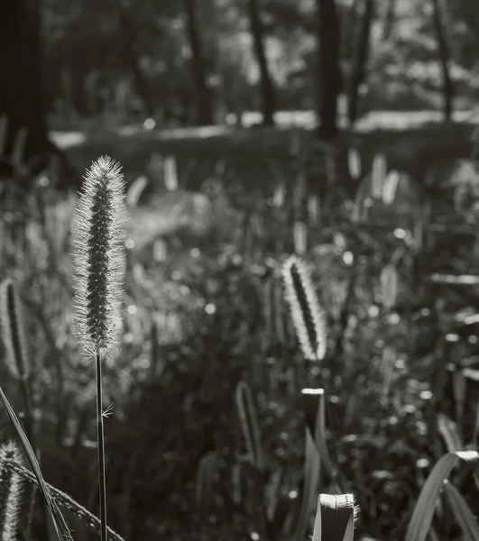 Setaceum Pennisetum Gramineae Grasveld Kruidenachtige Natuurlijke Achtergrond Zwart Wit Foto — Stockfoto