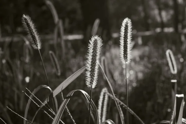 Setaceum Pennisetum Oder Gramineae Rasenfeld Natürlicher Pflanzlicher Hintergrund Schwarz Weiß — Stockfoto