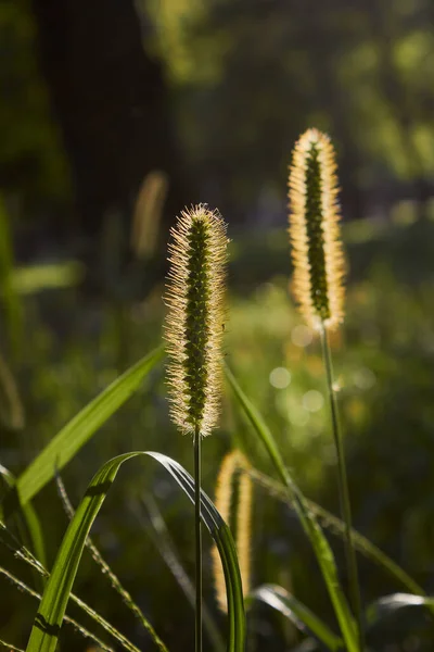 Setaceum Pennisetum Gramineae Grasveld Kruiden Natuurlijke Achtergrond — Stockfoto