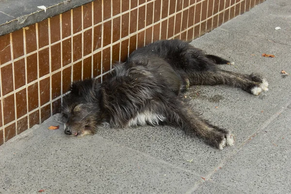 Міській Вулиці Спить Монгольський Собака Покинутий Домашній Улюбленець Тип Собаки — стокове фото