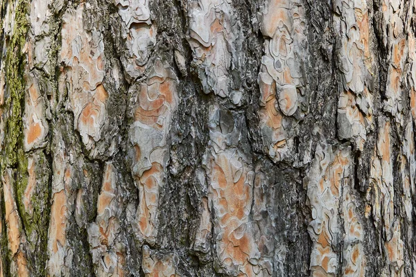 Bark Tekstur Tre Bark Bakgrunn Tre – stockfoto