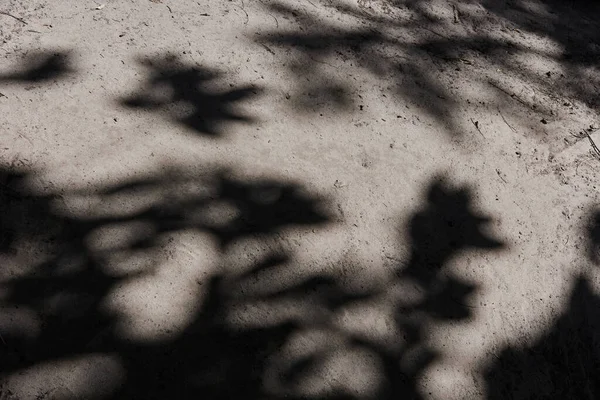 Schatten Von Zweigen Mit Blättern — Stockfoto