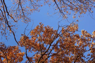 Gökyüzünde sonbahar ağacı yaprakları. Altın sonbahar. 