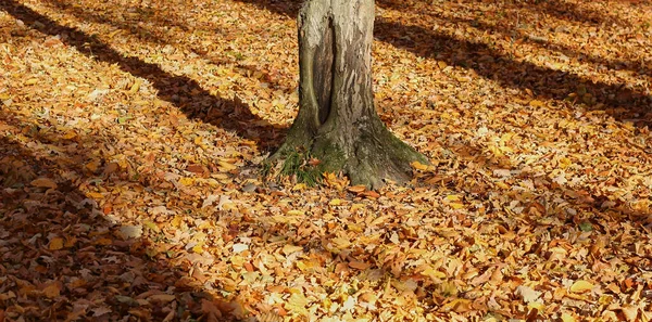Дерево Ствол Осенние Листья — стоковое фото